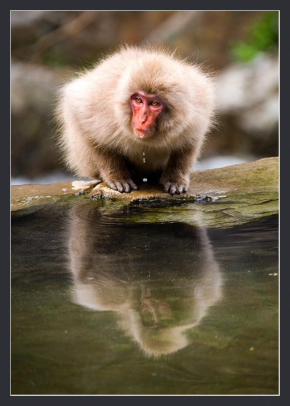 Путешествуя по Японии #8. Пушистик. Япония Хонсю Дзигокудани Japanese macaque