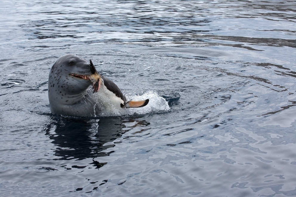 Leopard seal´s hunting 1 Leopard Neko bay 1