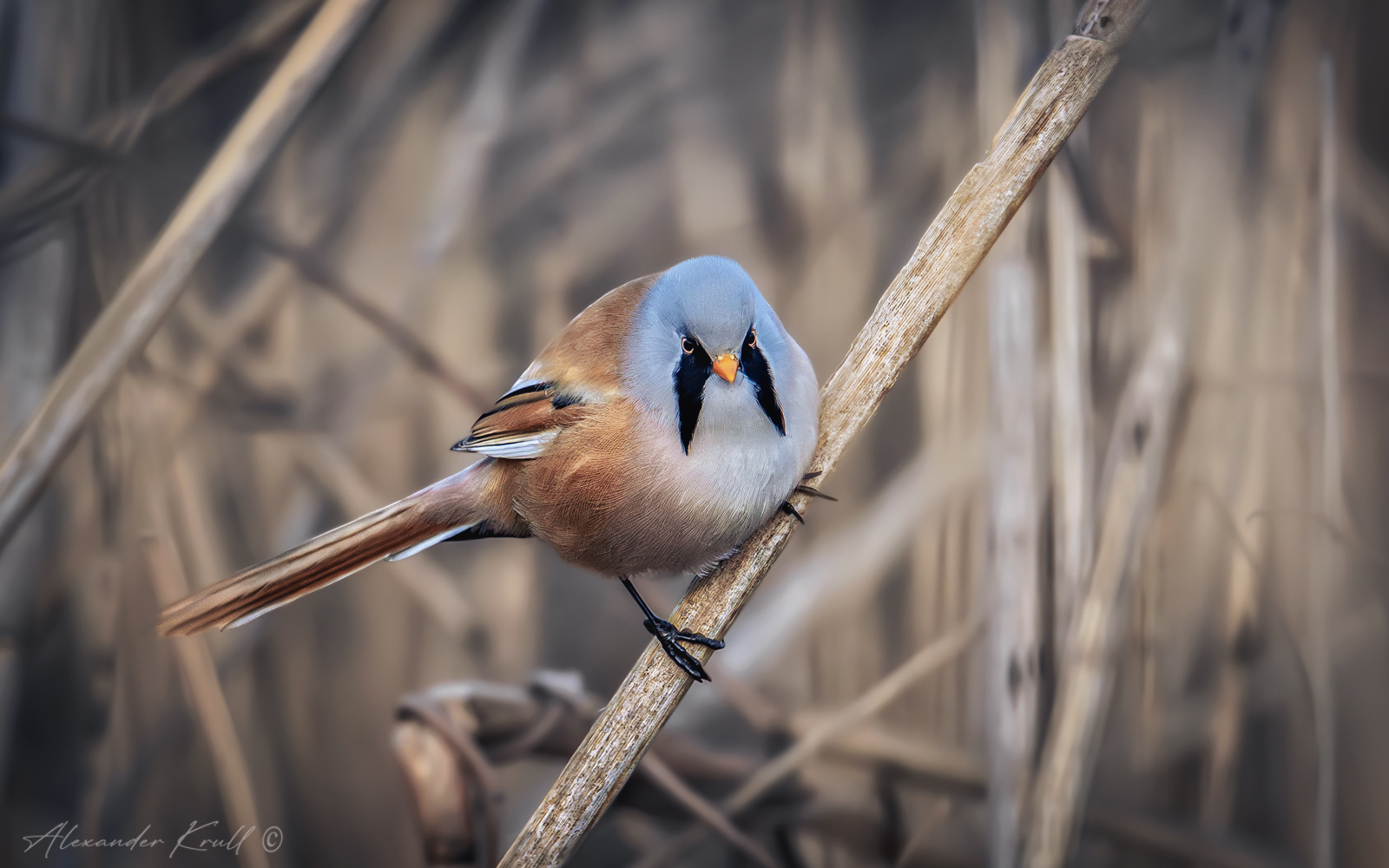 Усатенький усатая синица panurus biarmicus