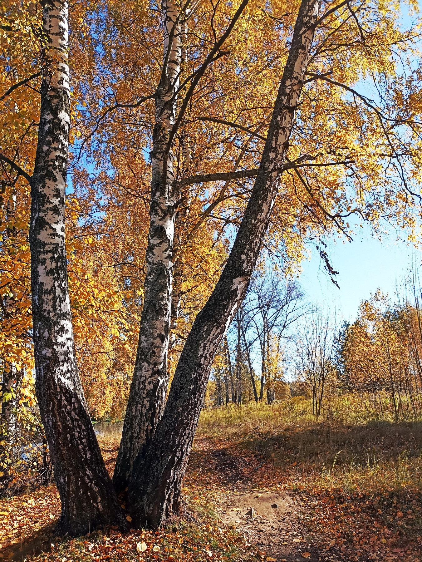 *** осень