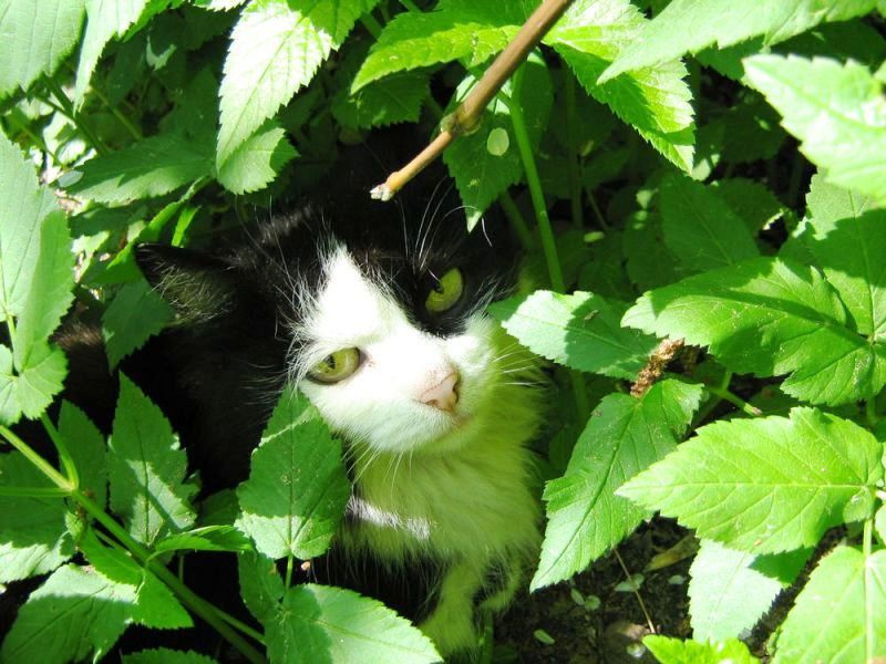 Летний портрет кошки Бомжихи кошка, зелень, лето