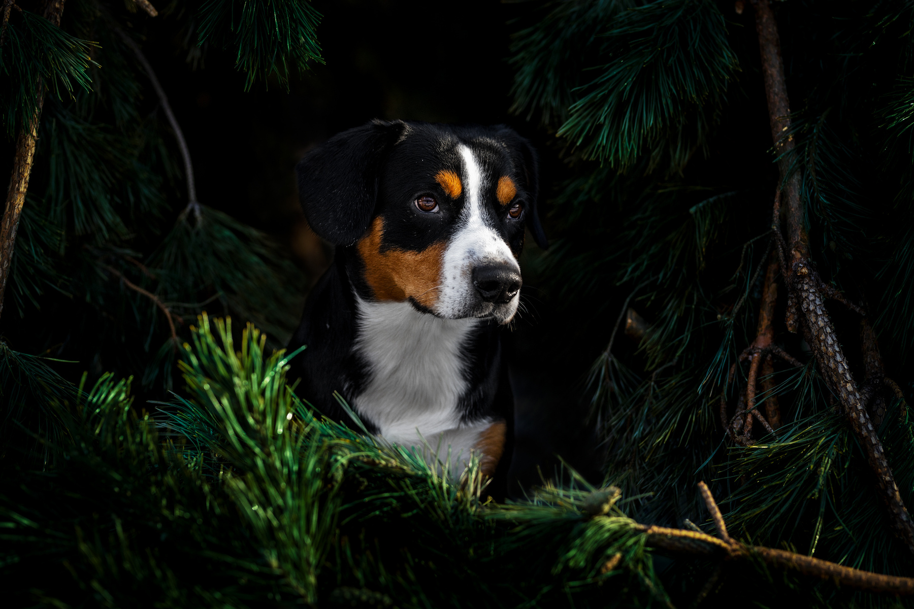 looking for the someone... Satoshi (FRESH ENERGY) dog Entlebucher Sennenhund Satoshi FRESH ENERGY