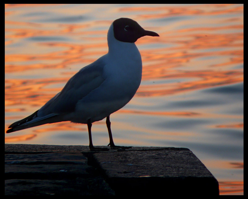 О роли птиц на закате птица закат