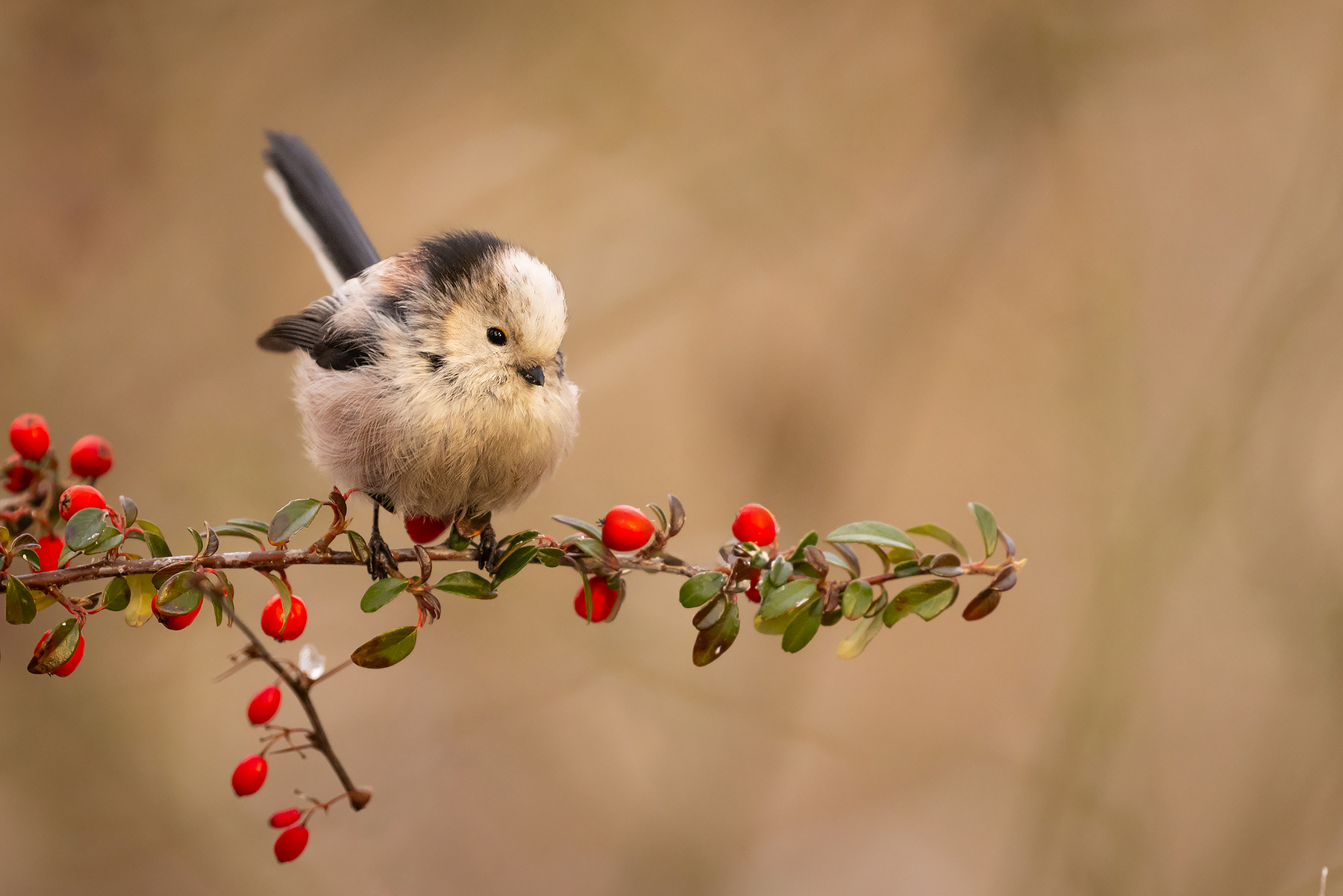 Long-tailed Ti 