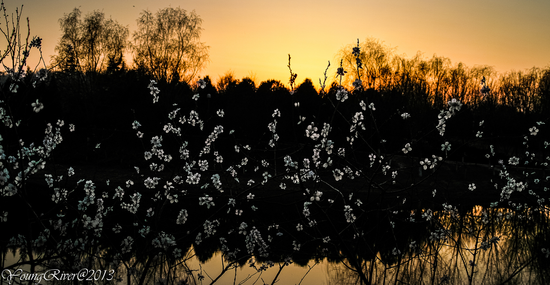 Sunset cherry 