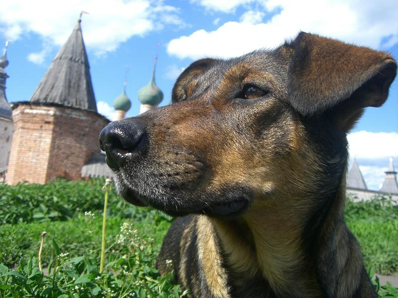 И я гляжу на это дело в древнерусской тоске  собака