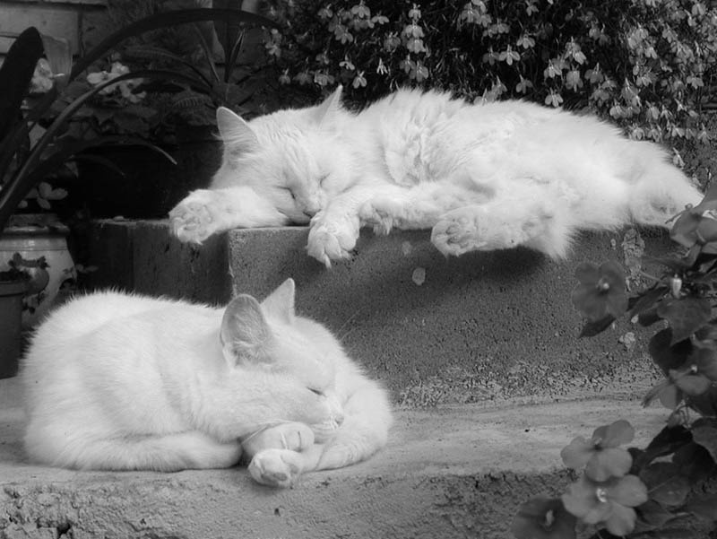 Кошки... просто кошки кошки, обе две