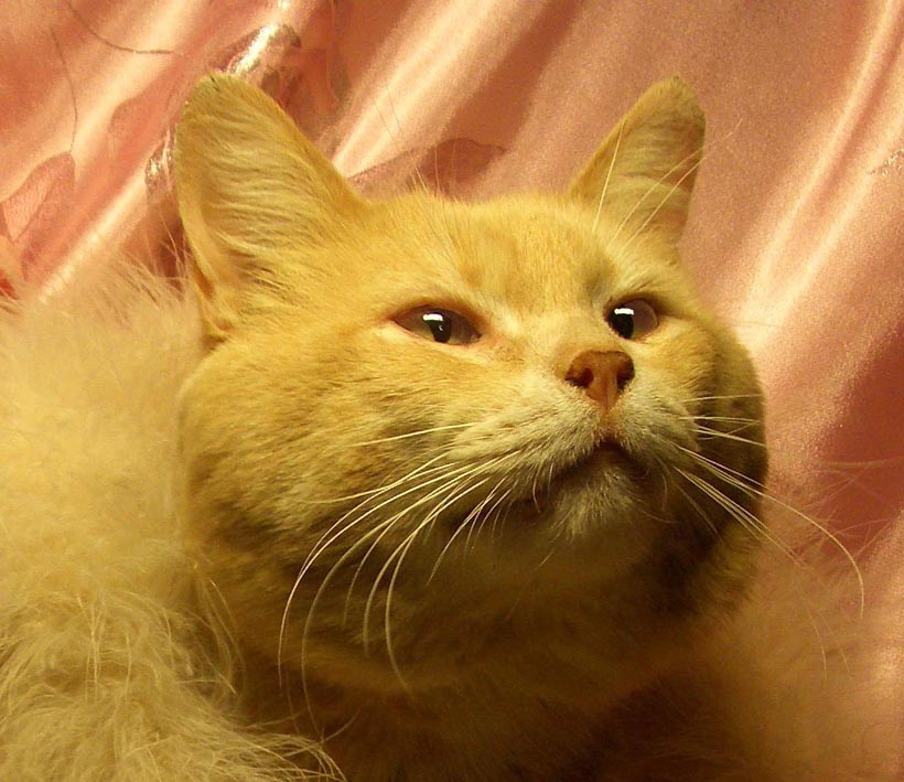 бакс кот бакс