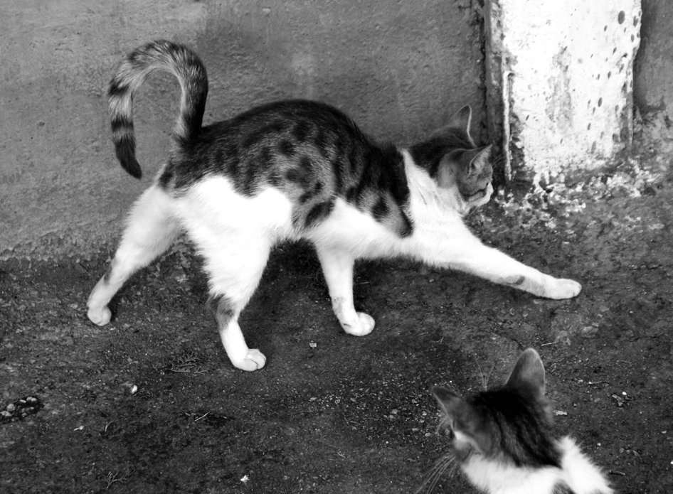 Грация кошки