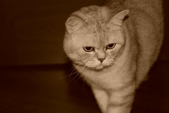 Sultan 