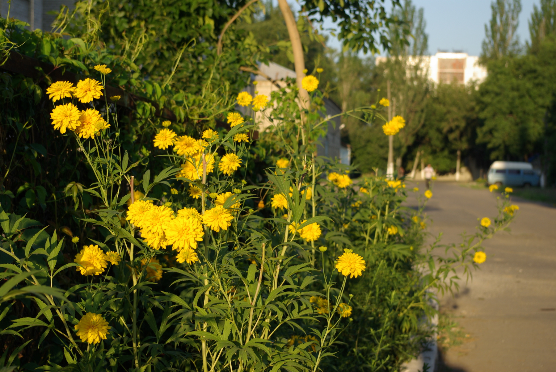 Городские цветы 
