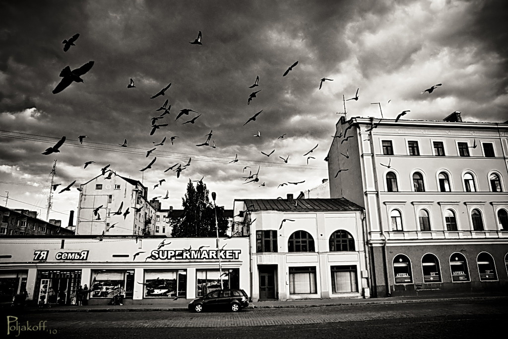 Birds 