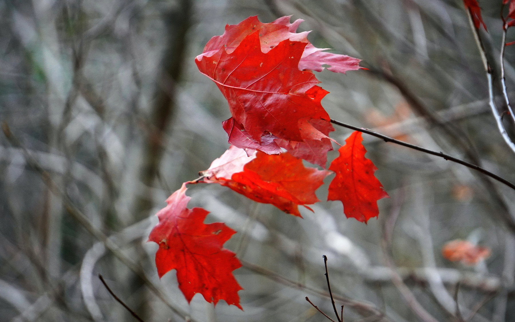 against the wind wind red oak