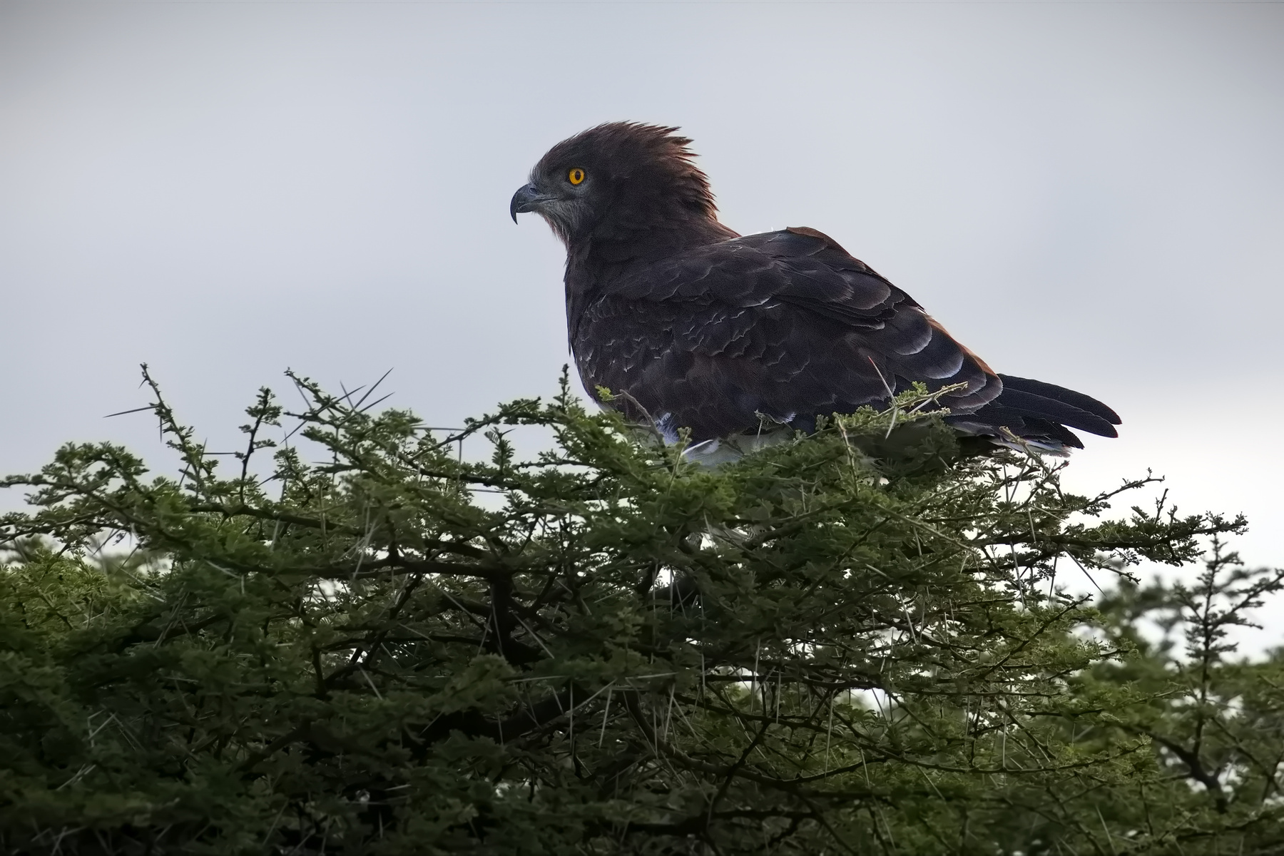 Гордый) птицы наблюдение Африка Serengeti