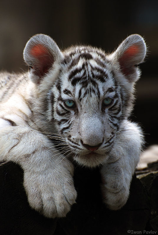 White Tiger Московский, зоопарк, белый, бенгальский, тигрёнок