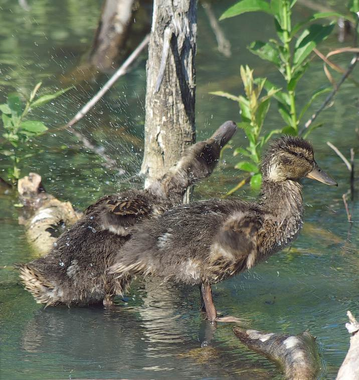 Как с гуся вода 