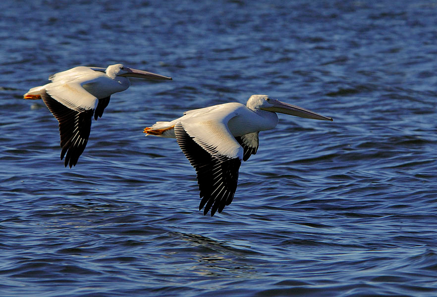 Парное летание Американский белый пеликан, Pelecanus erythrorhynchos, Озеро Солтон Си, American White Pelican, Salton Sea, California