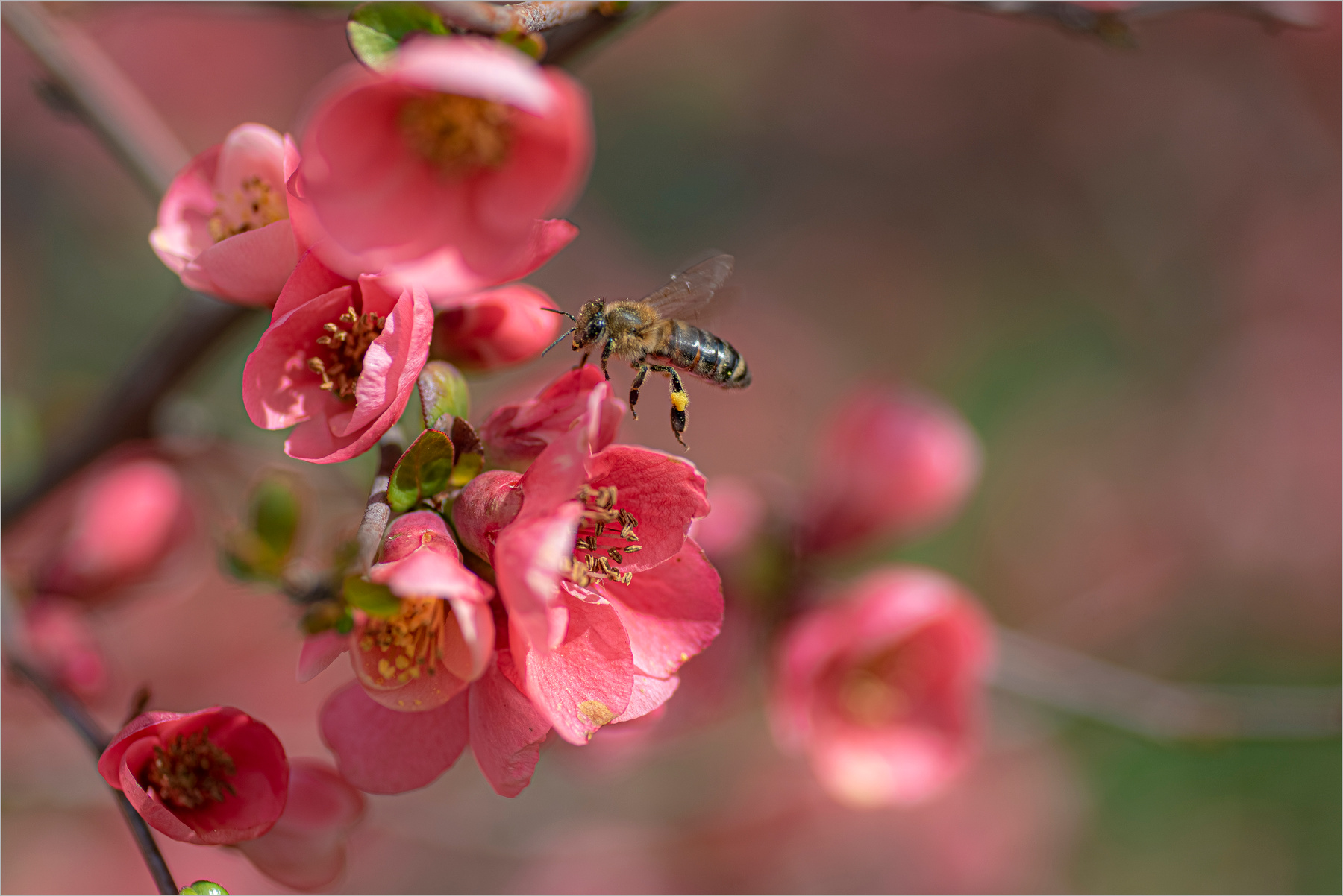 Весенняя пора природа