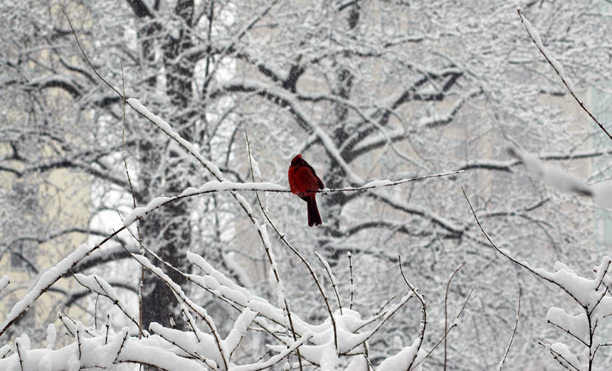 А что делать...? snow winter