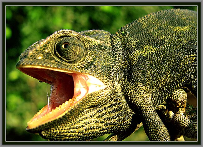 CHAMELEON 