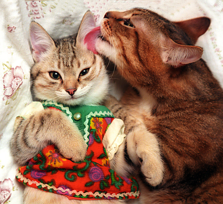 Мартовские КОТЫ ! Коты март весна