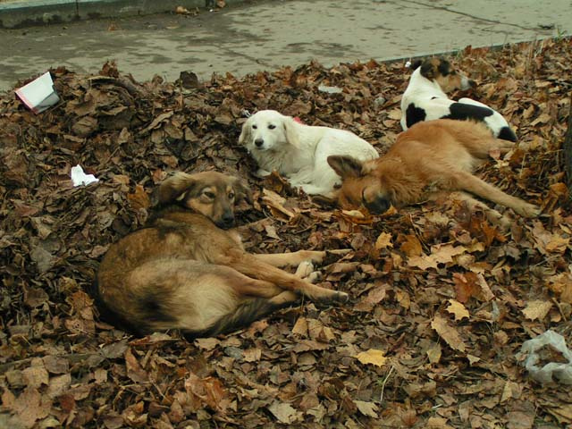 *** осень собаки листья
