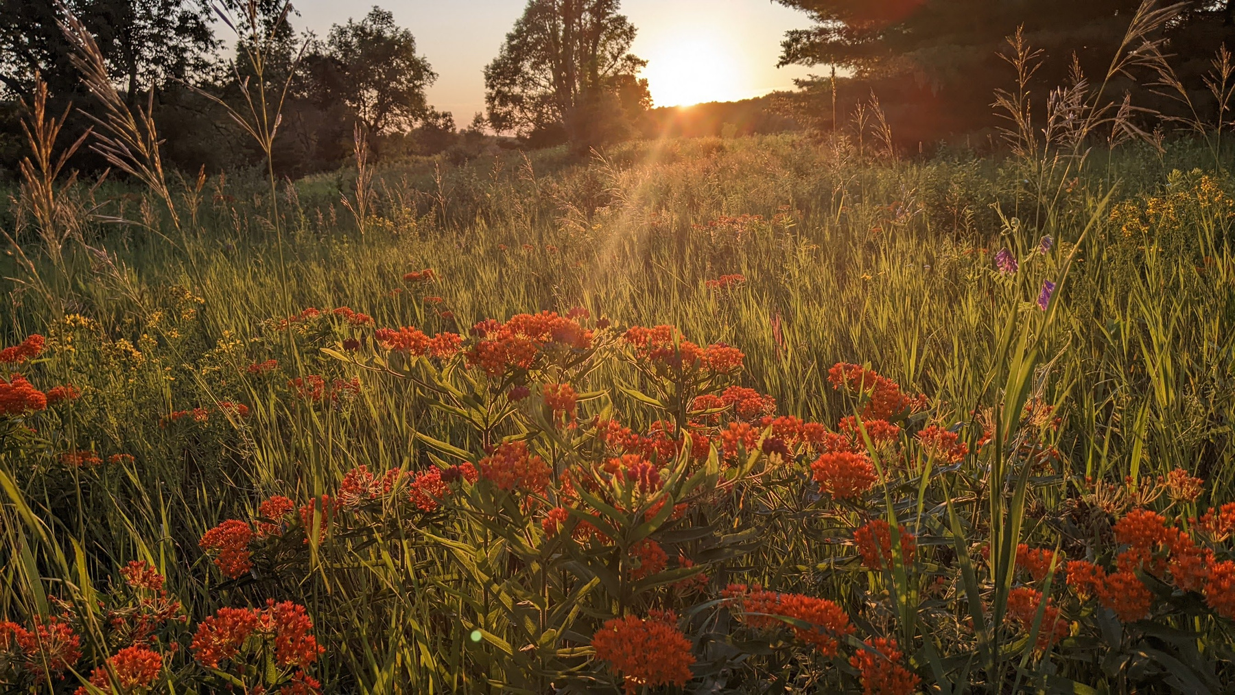 Sunset and flowers 