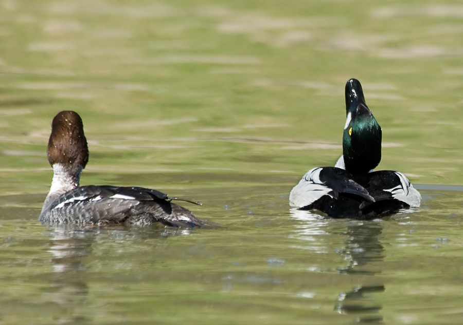 Разговор Гоголь, Common Goldeneye, Bucephala changula, разговор