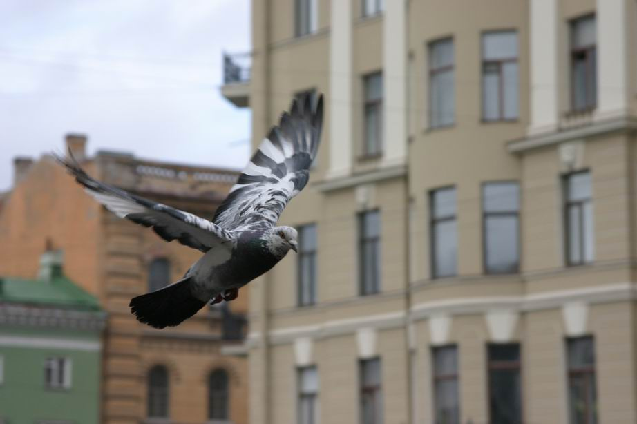 * голубь, Петербург