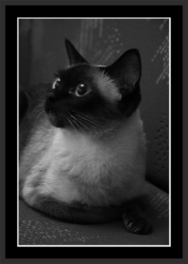 *** кошка