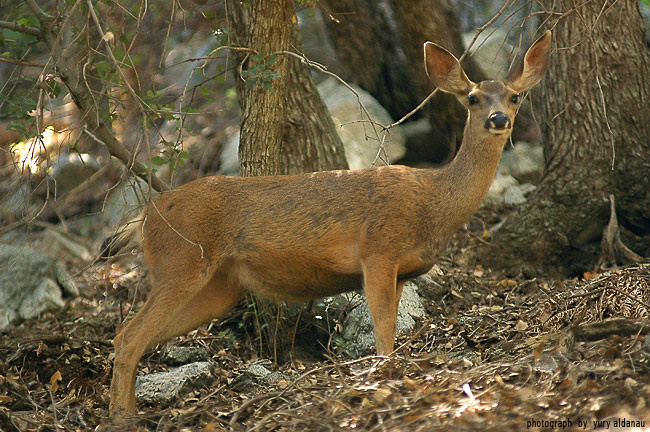 *** deer