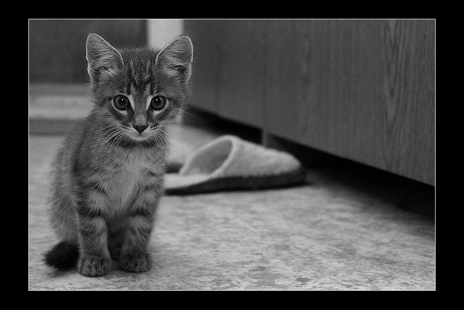*** кот котенок