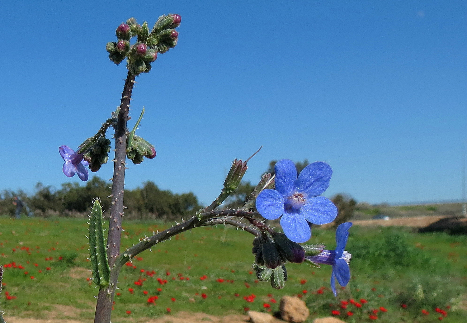 Цветы весны Анхуза колючая Anchusa strigosa