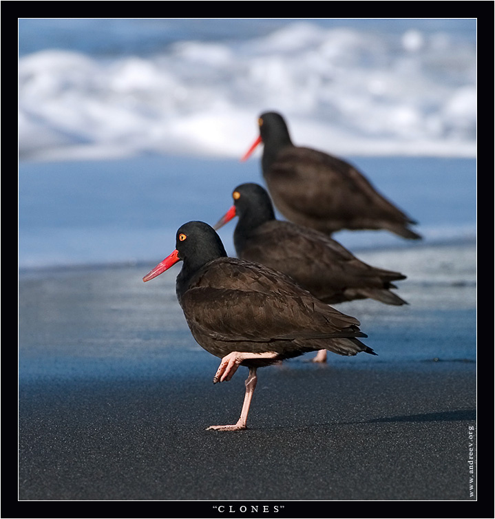 К Л О Н Ы кулик сорока oystercatcher