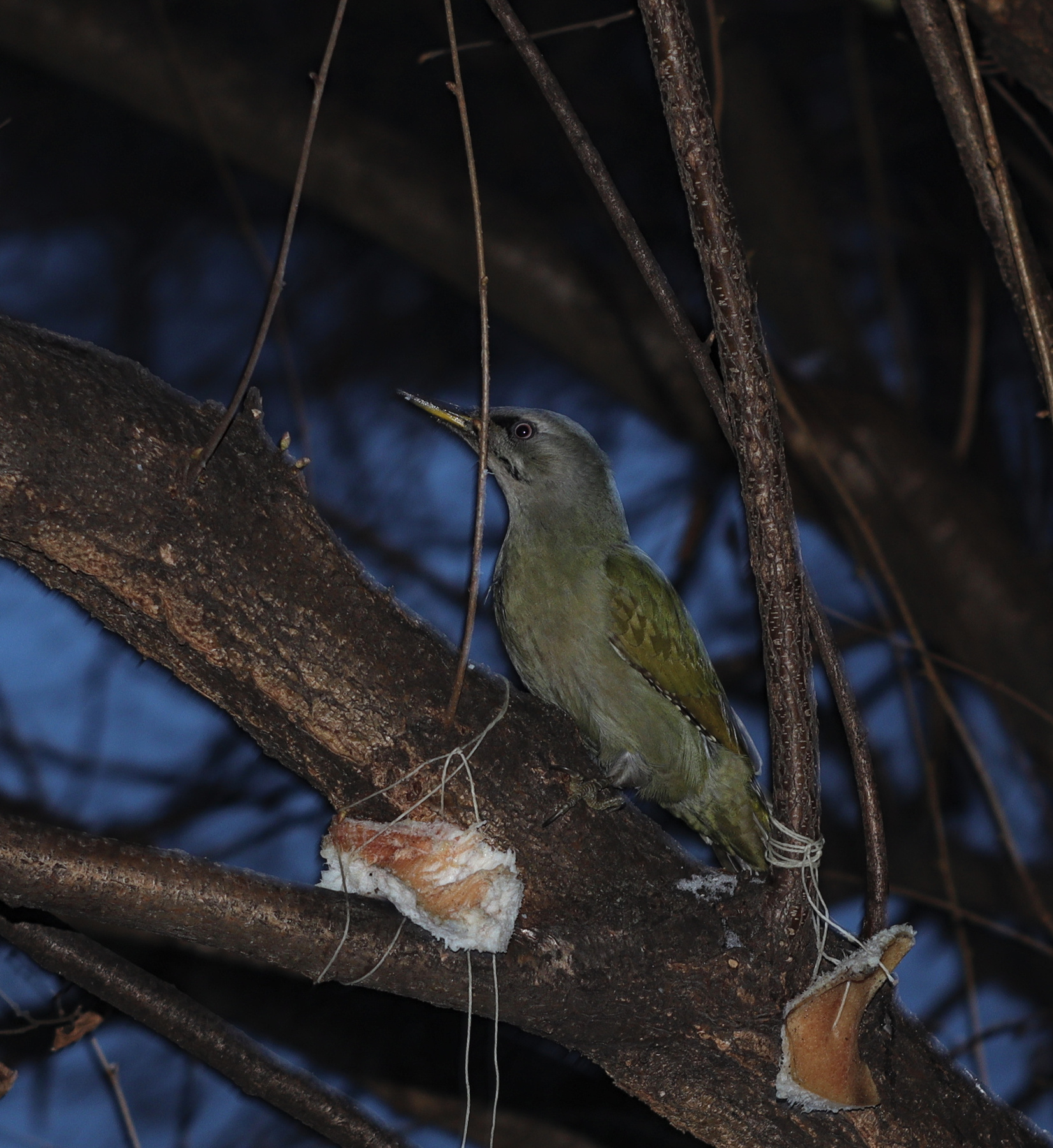 Самка седоголового дятла (Picus canus). 