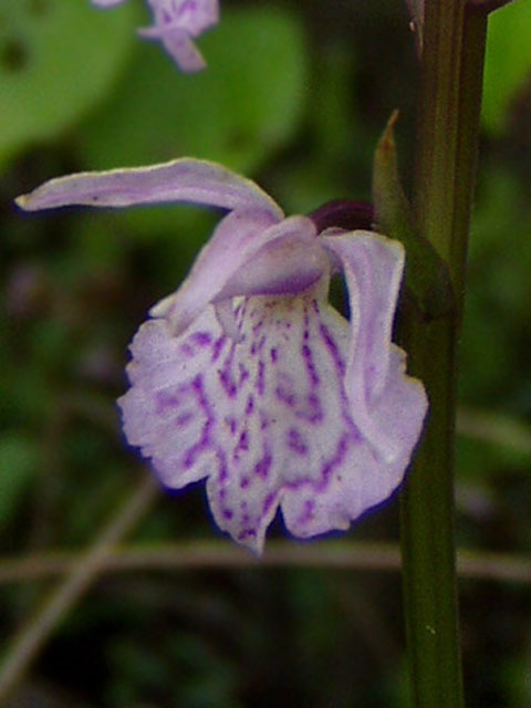 Dactylorhiza sp. цветы орхидеи