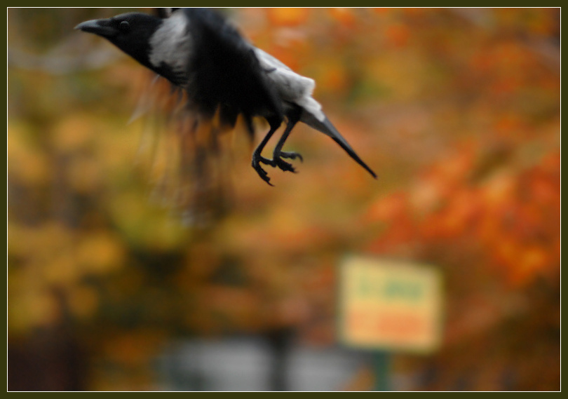 Мимолетность3 серая ворона Corvus cornix