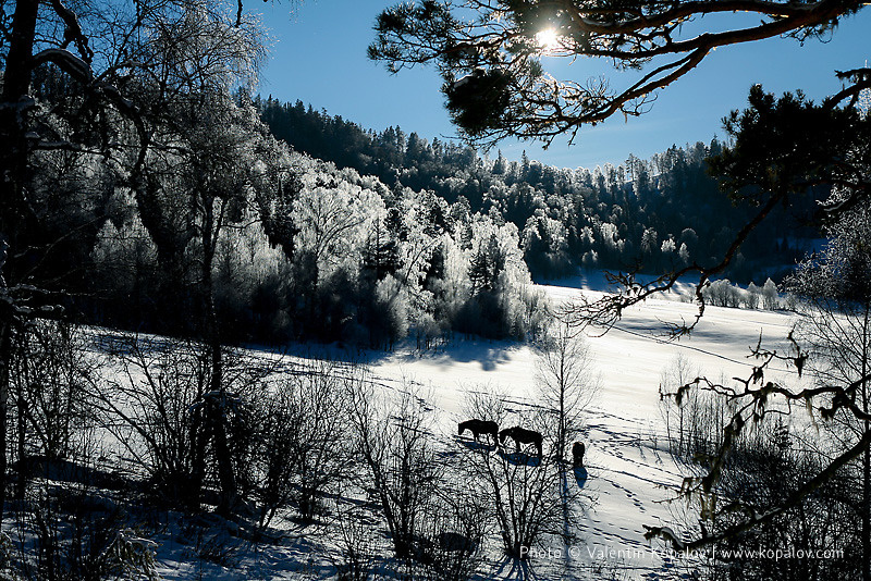 Алтай landscape winter horses snow sun trees