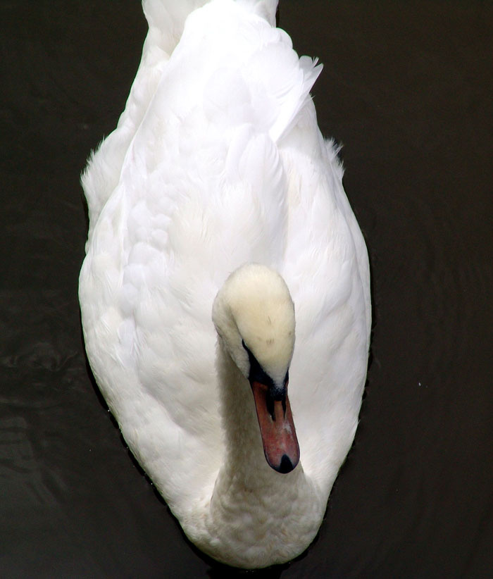 Swan swan