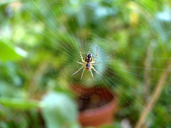 Spider ну очень маленький паучок