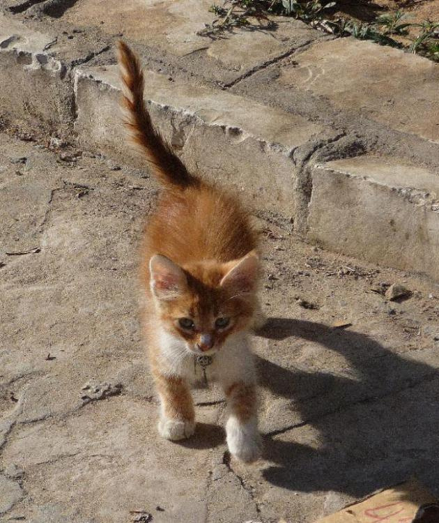 топает малыш котенок