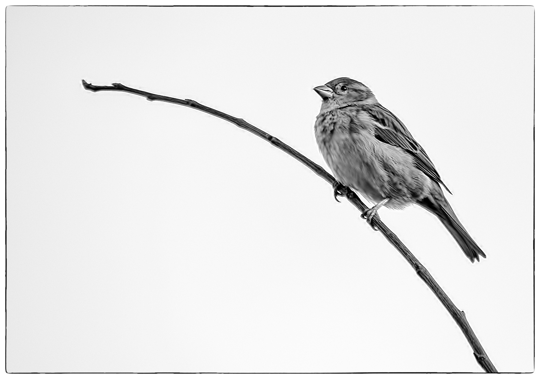 Воробышек 