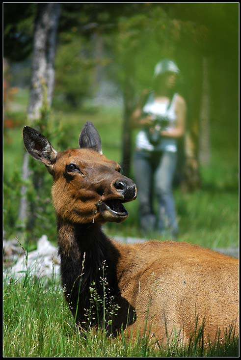 Tatiana Floyd: Deer\'s Siesta Yellowstone Park, Deer