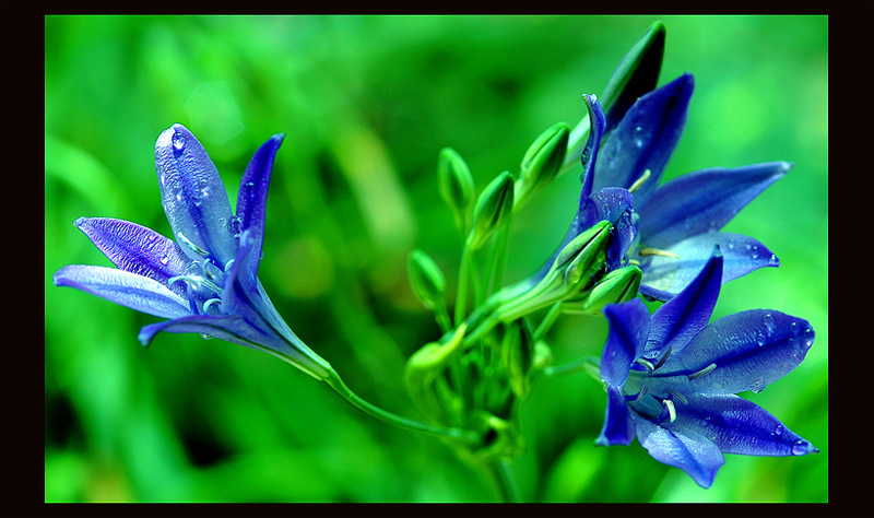 BRODIAEA. 
