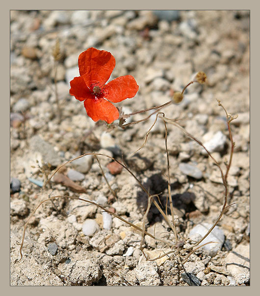 Desert rose...почти дерево вода река небо девушка горы цветок