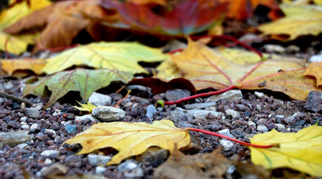 Les peintures de l\'automne Краски осени