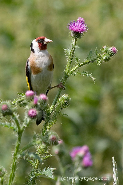 Щегол щегол Carduelis carduelis птица репей репейник goldfinch
