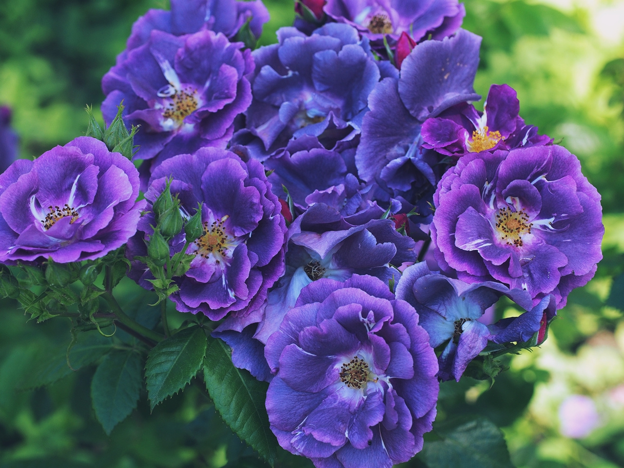 "Rhapsody In Blue" кустовая роза Голубая рапсодия Рапсодия в голубых тонах блюзовых красота сад парк лето краски природа