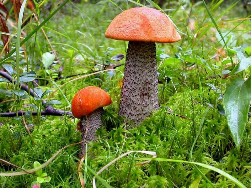 красавцы красавцы