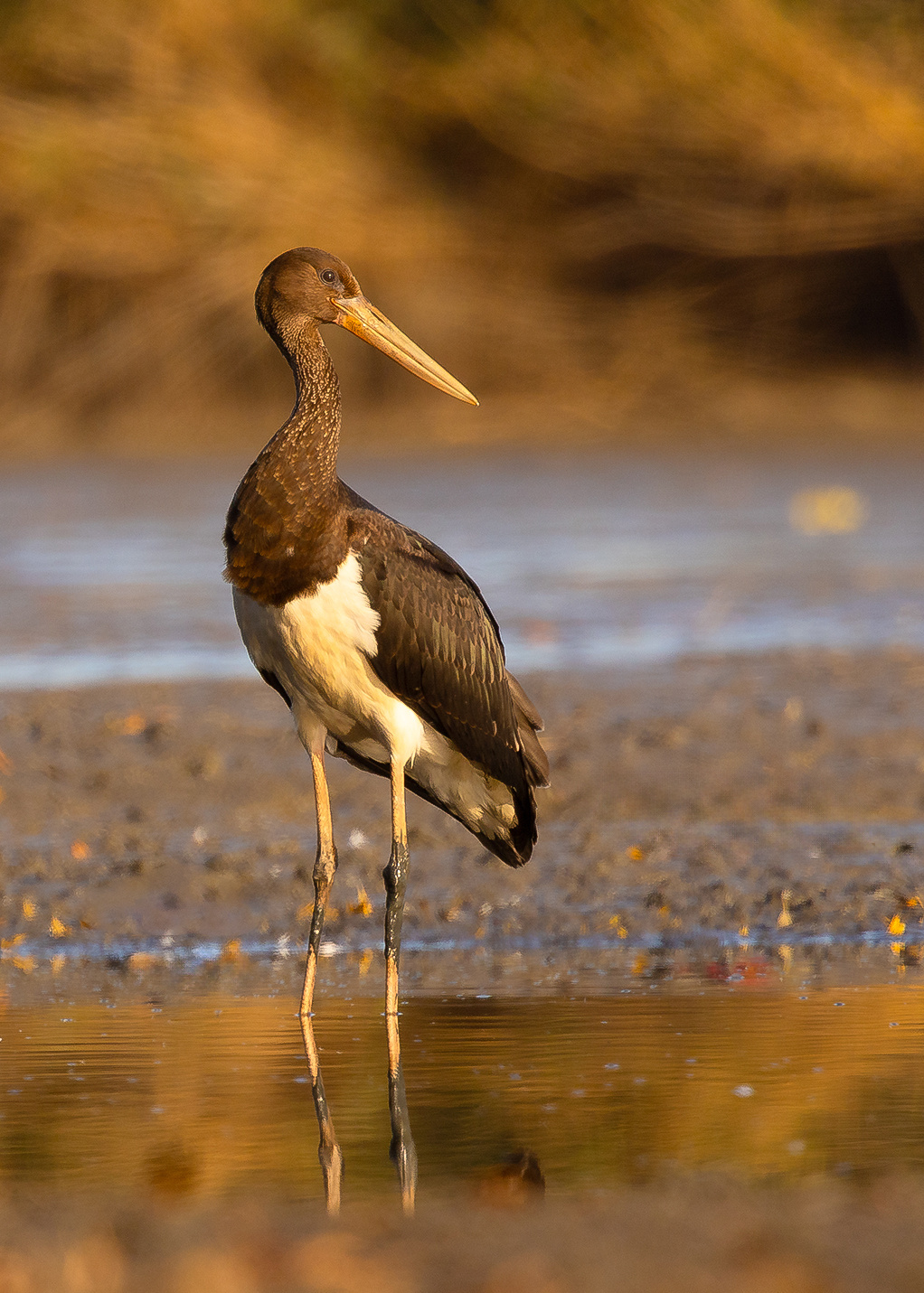 Black stork 